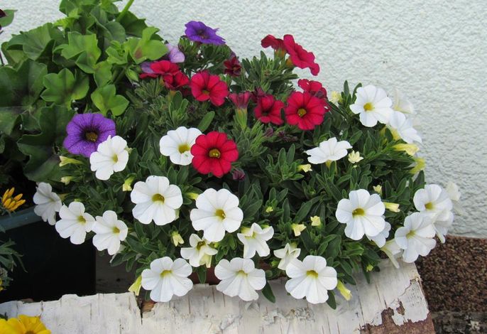 Bild 17