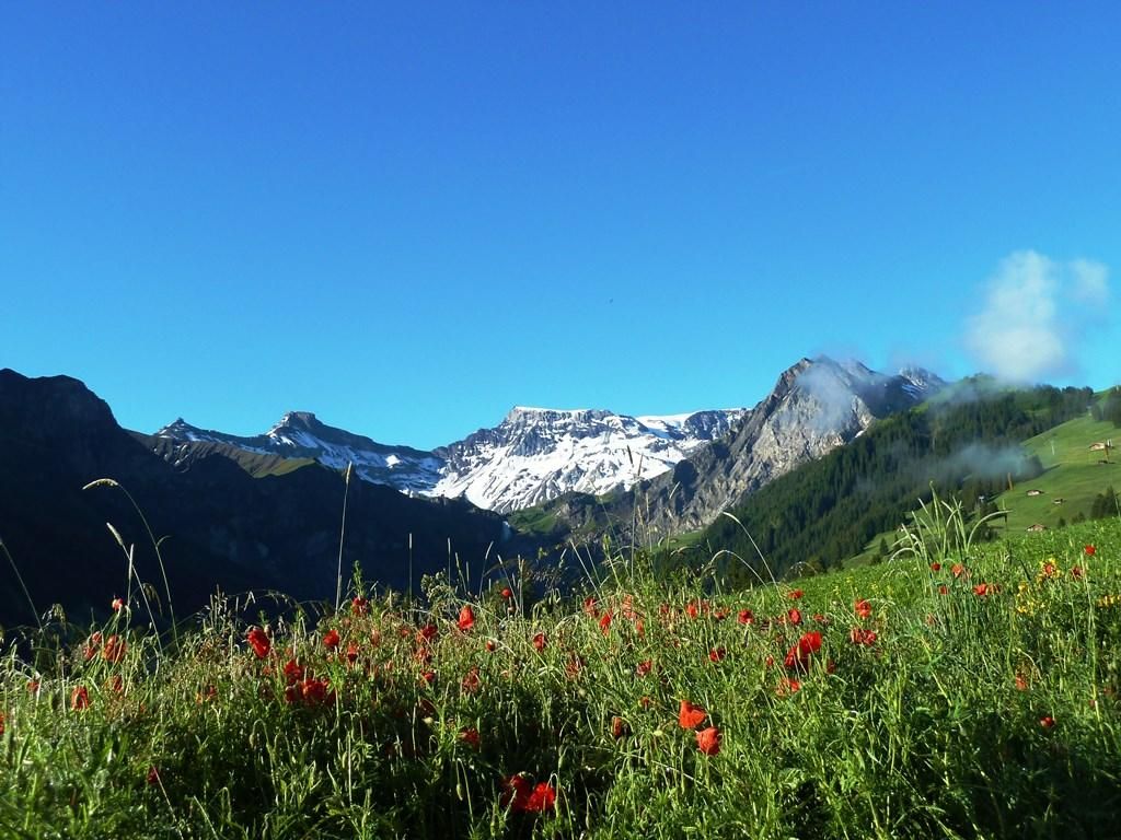 Bed & Breakfast Alpengruss