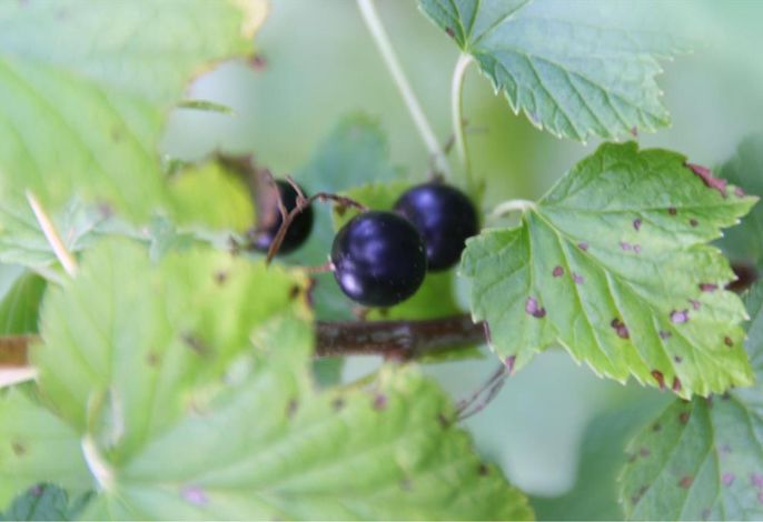 Bild 17