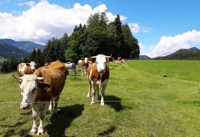 Bild 18