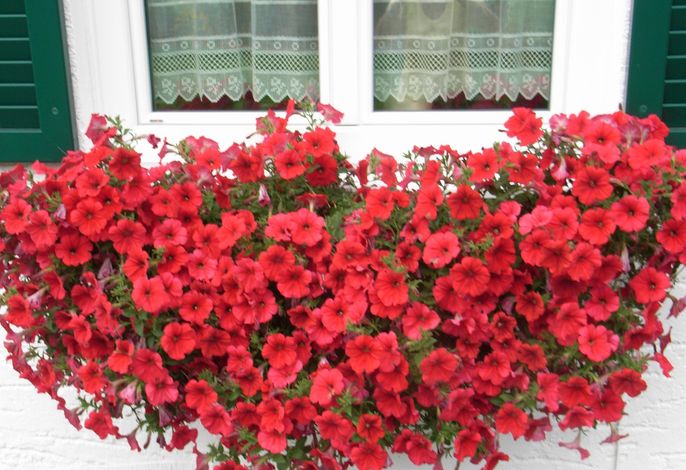 Gästehaus Auerstüble – Foto 3