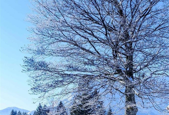 Bild 56
