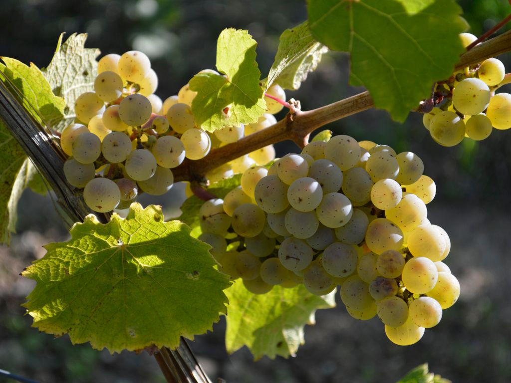 Ferienwohnung Weingut Kurt Bug