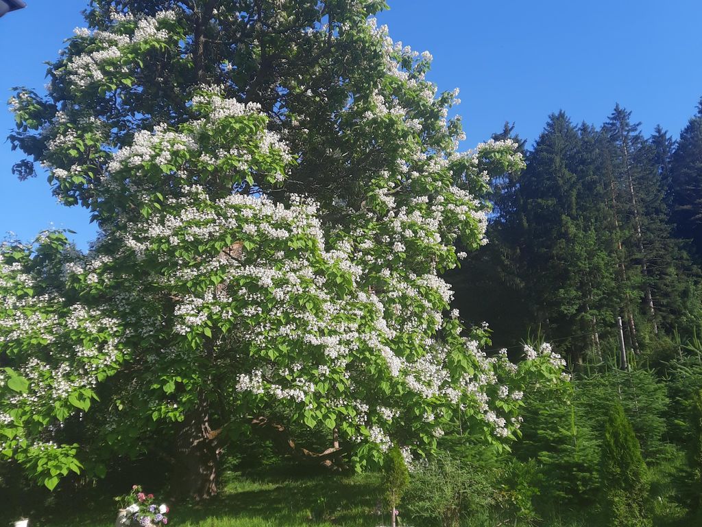 Chalet Damtschach
