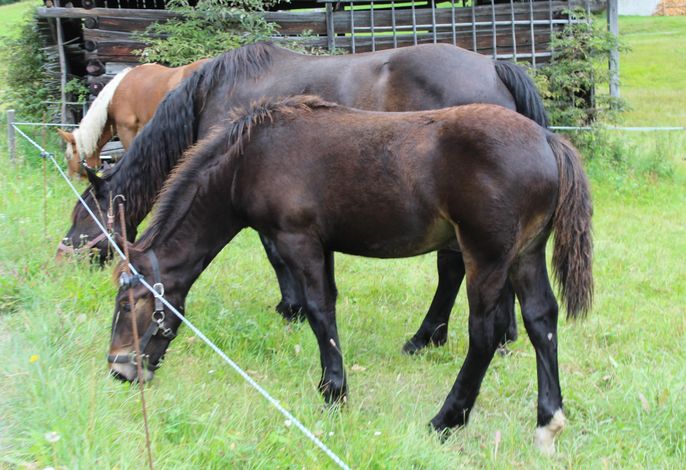 Bild 17
