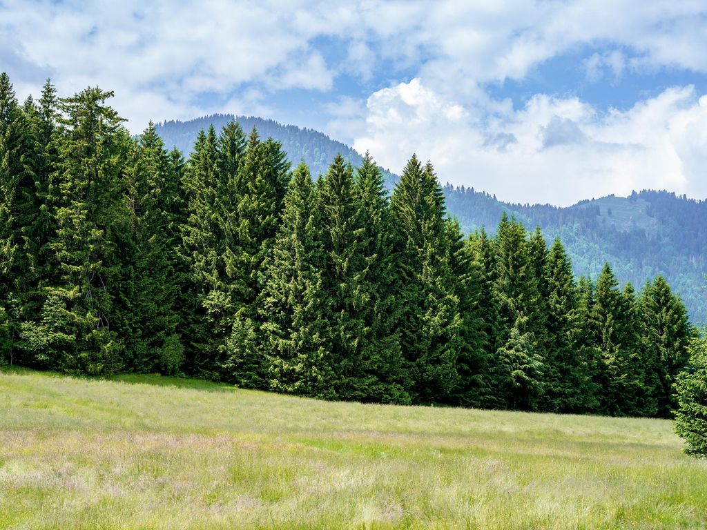 freiheit