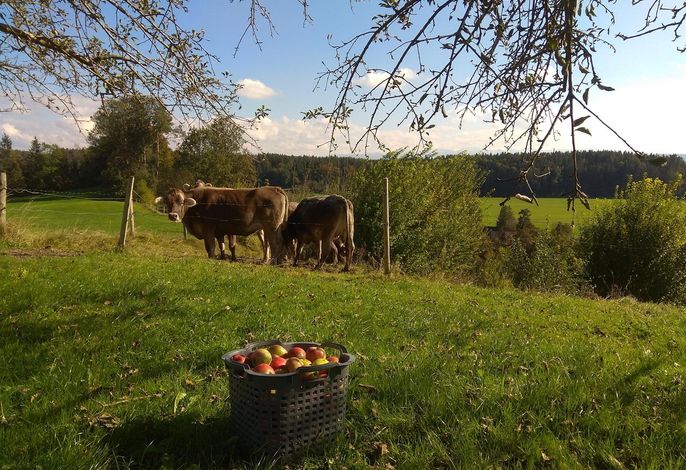 Bild 16