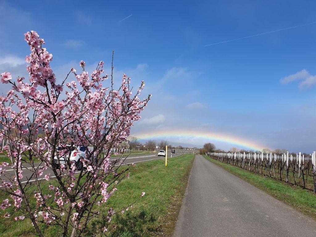 Fewo Haardter Winzer