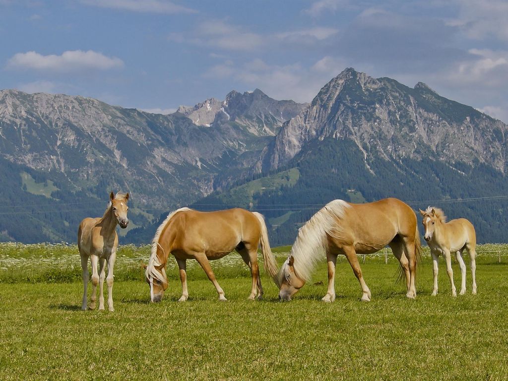 Haflinger Hof