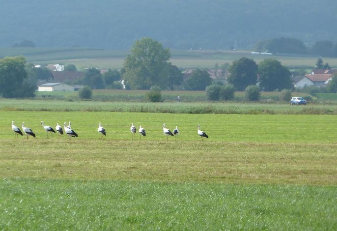 Bild 11