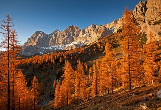 Bild 39