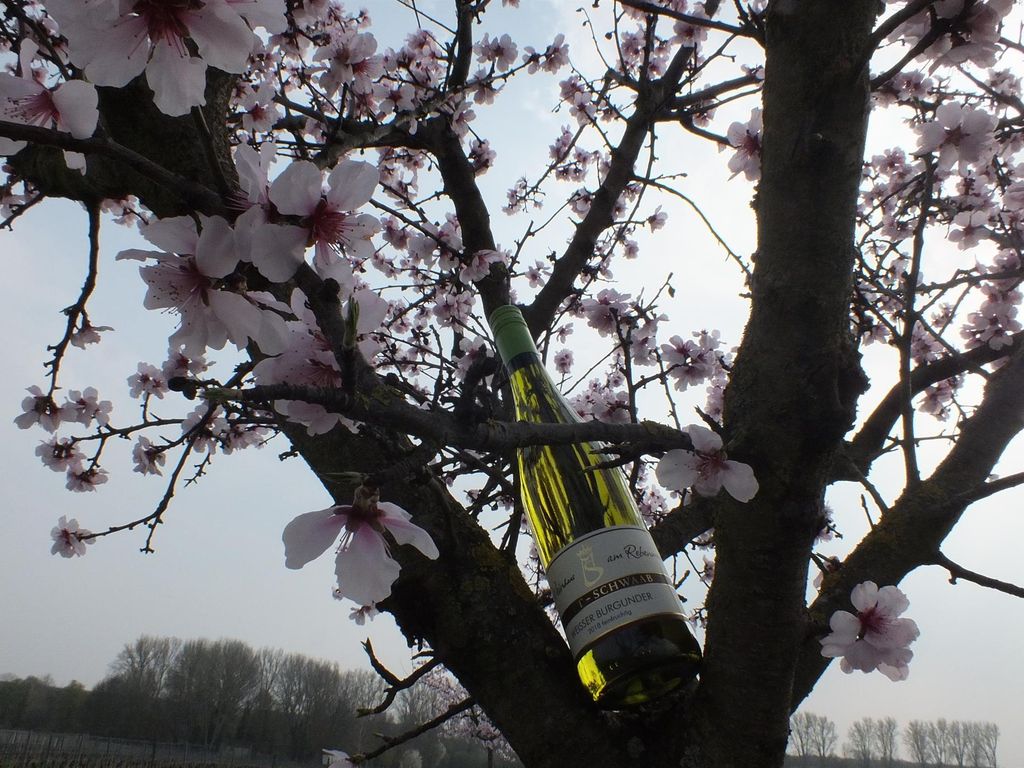 Wein und Gästehaus Matt-Schwaab