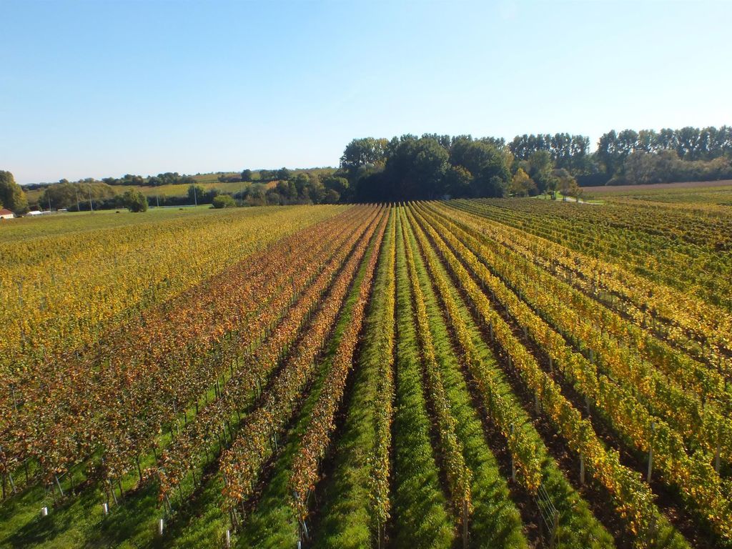 Wein und Gästehaus Matt-Schwaab