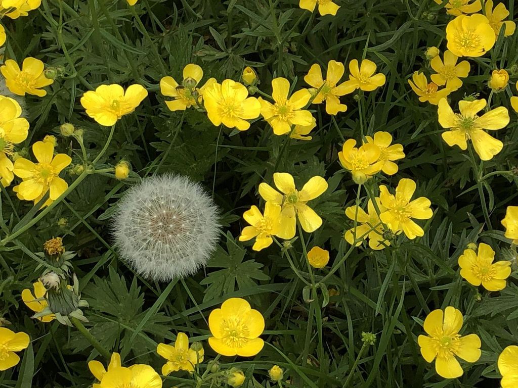 Ferienwohnung Pusteblume