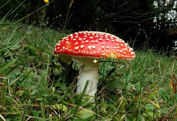 Bild 17