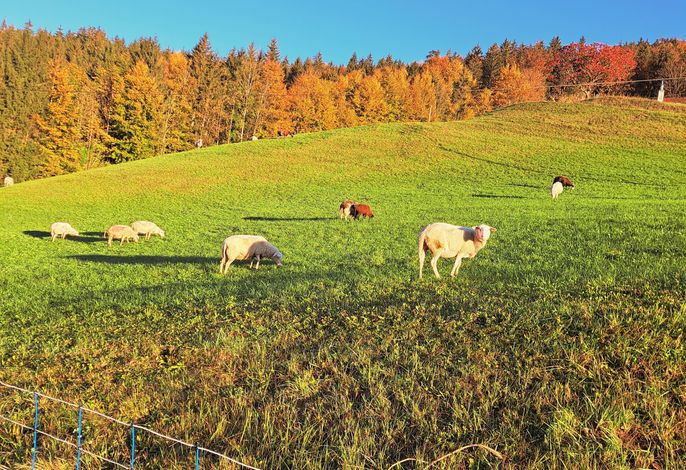 Bild 52