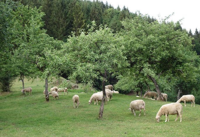 Bild 15