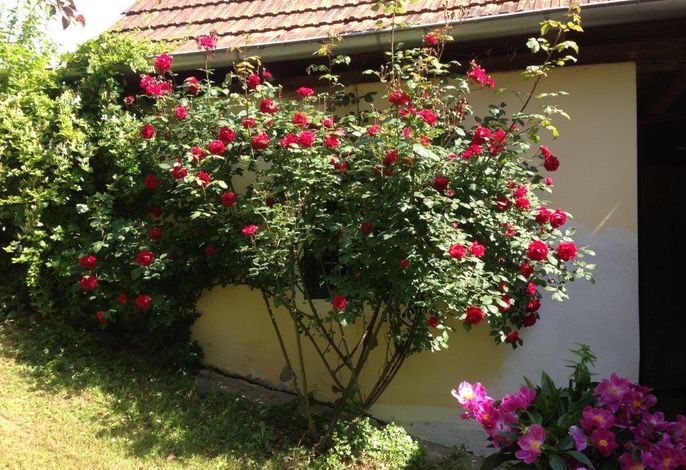 Bild 19