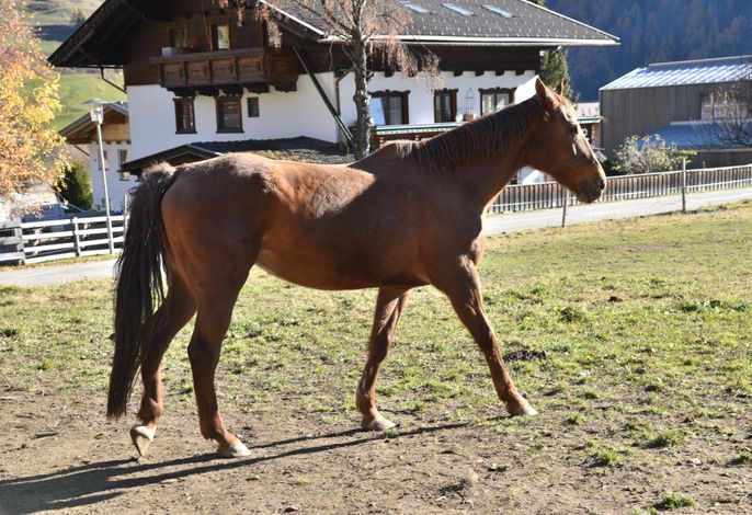 Bild 40