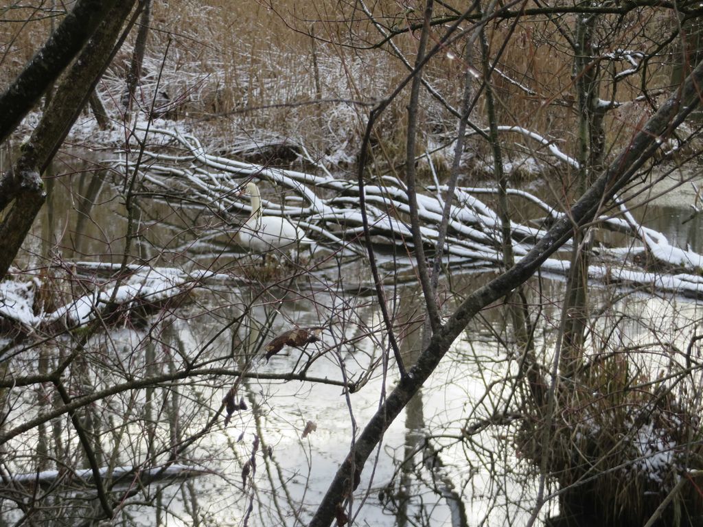 Winter im Taubergießen