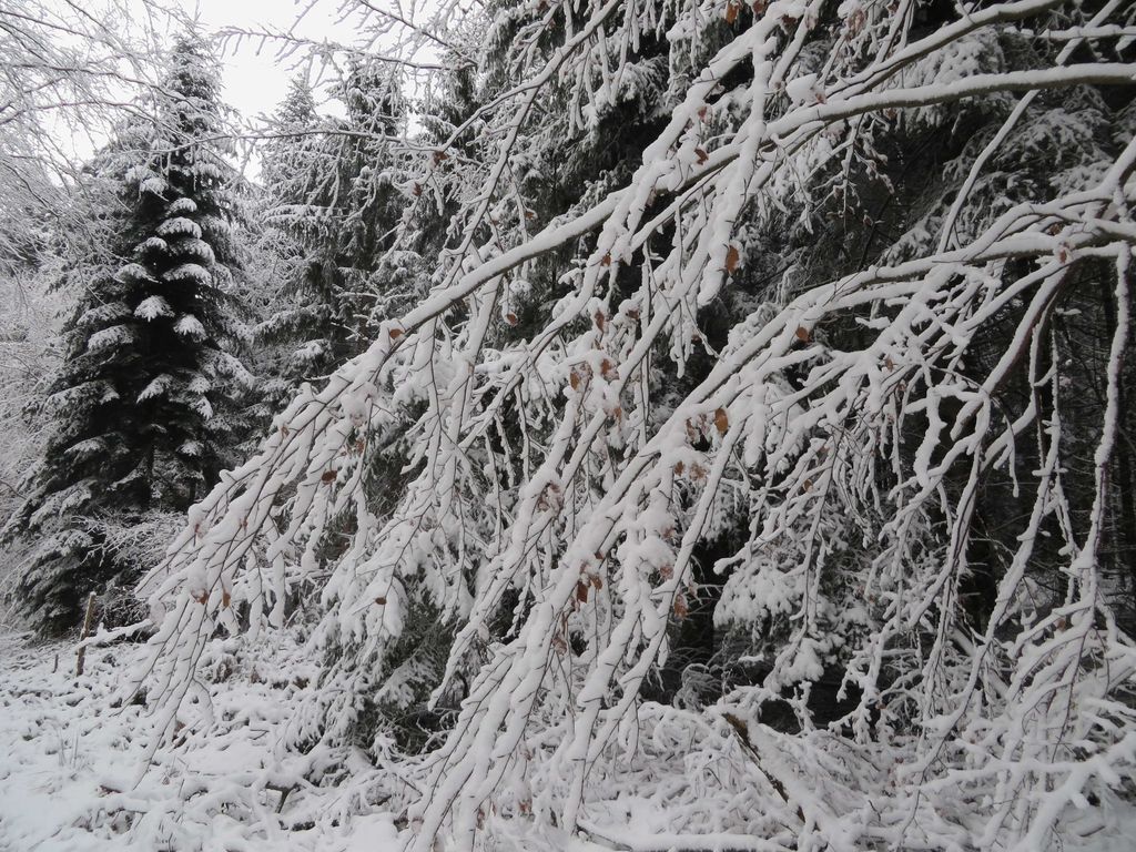 Taubergießen im Winter