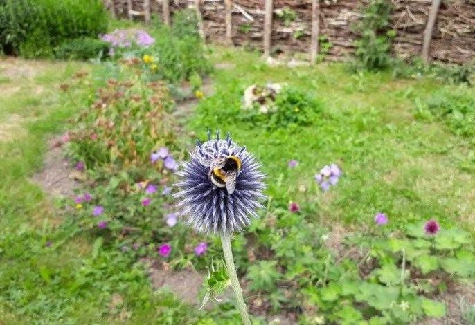 Gartenimpressionen