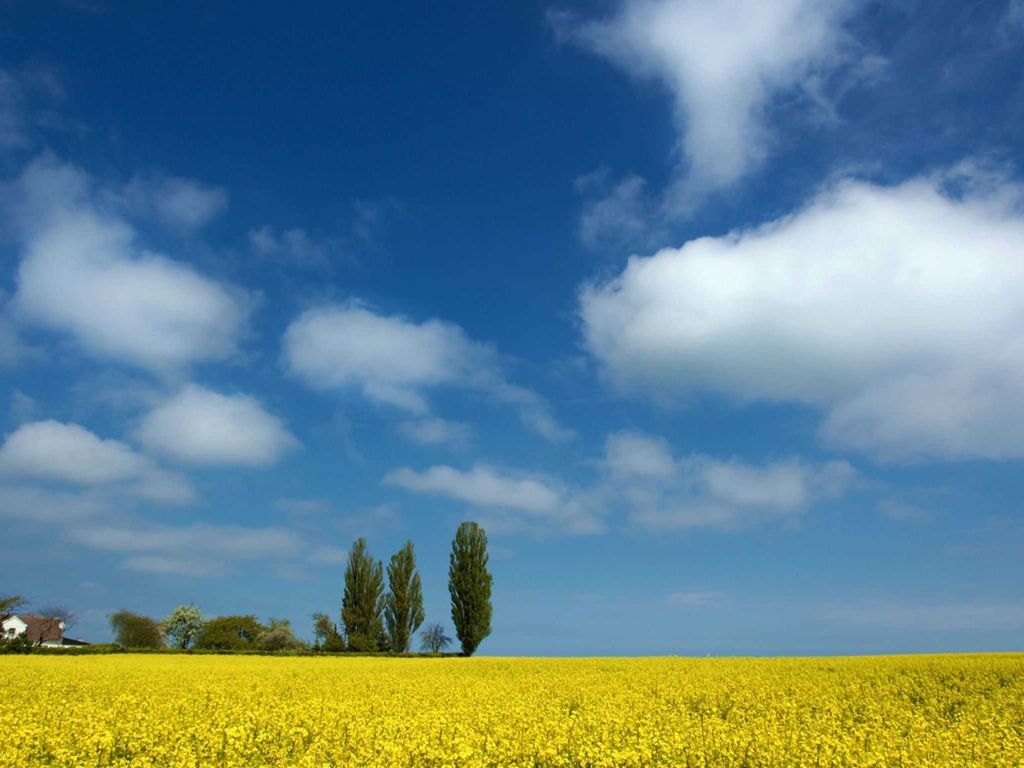 Rapsfeld