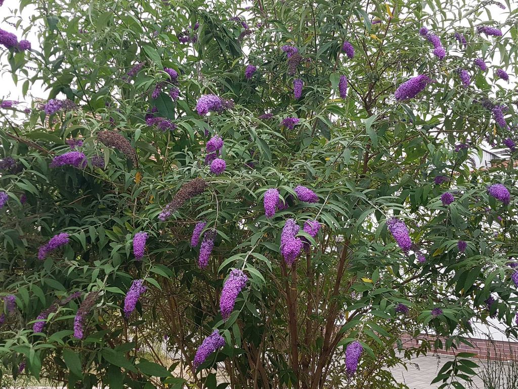 Natur vor dem Haus