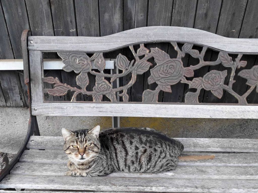 Katze Puh