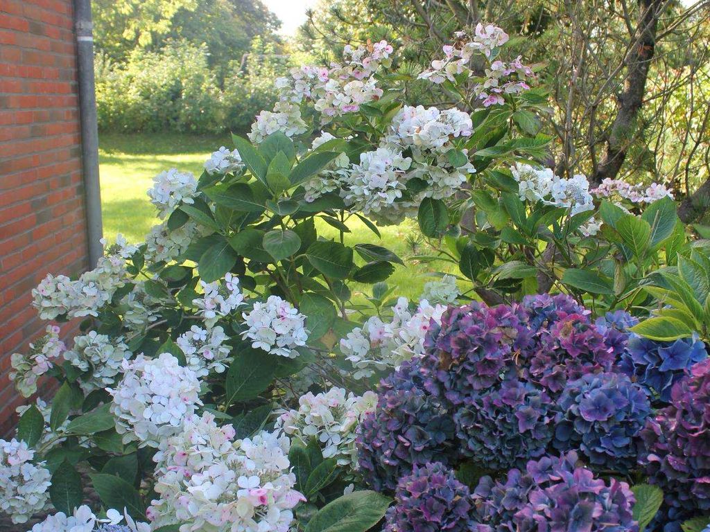 Hortensien am Hauseingang