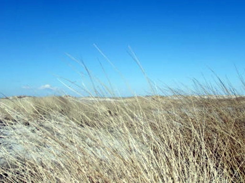 Düne