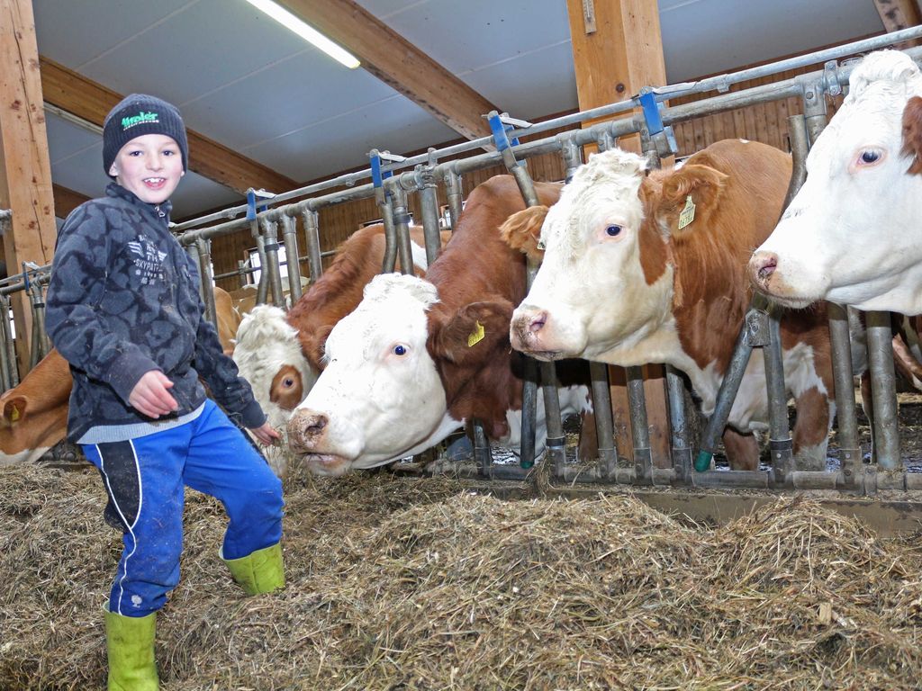 Milchkühe am Bauernhof