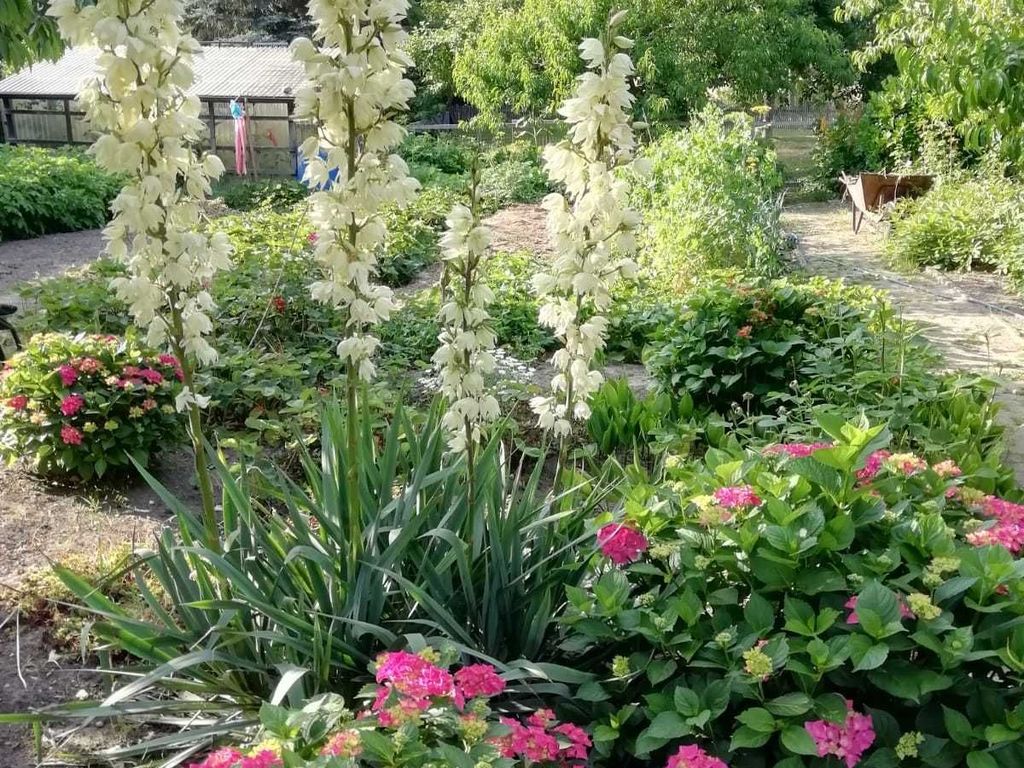 Großer gepflegter Garten