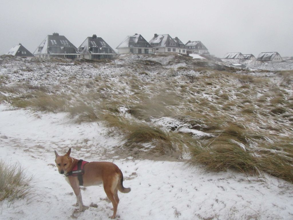 Gurtdeel im Winter