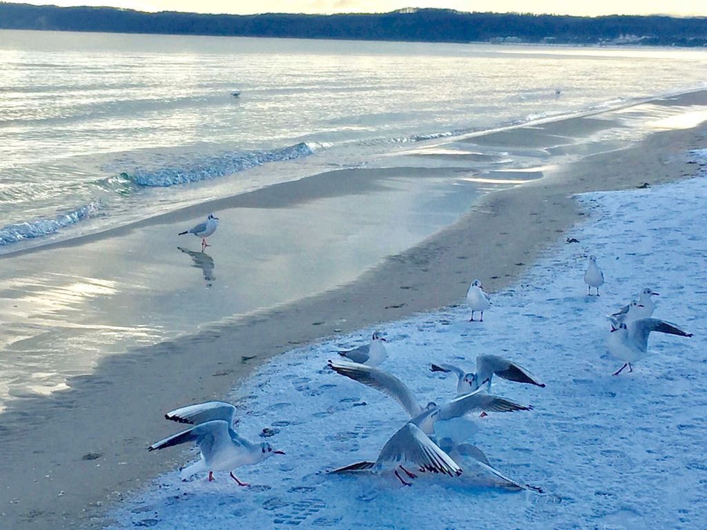 Strandbesucher auf Futtersuche