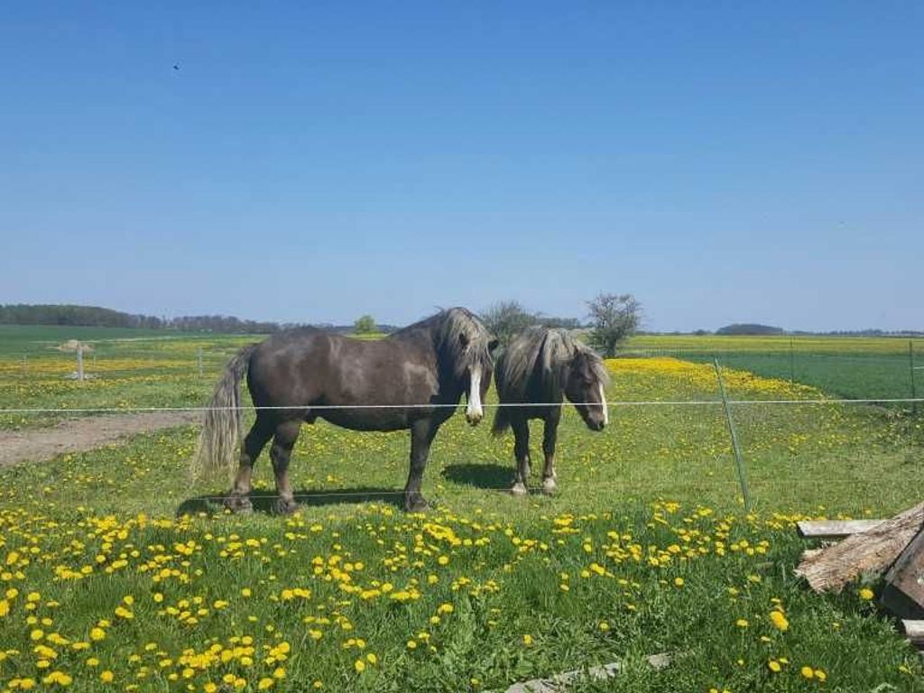 Naturbild mit Pferden
