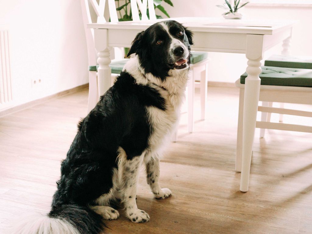 Unser Hund