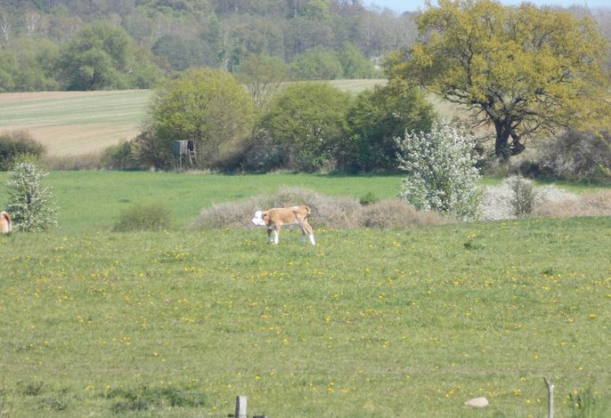 Bild 29