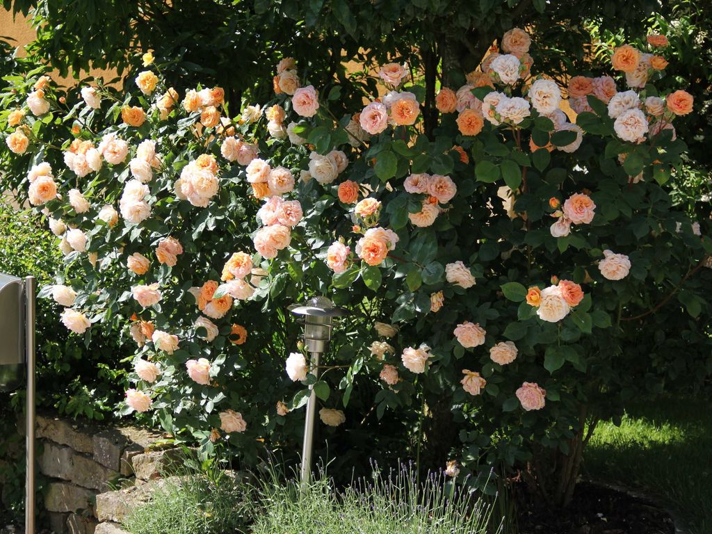 Die Rosen im Garten