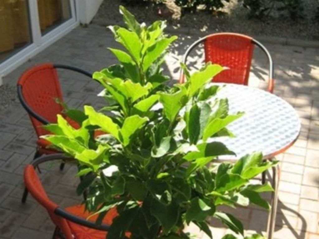 Terrasse Haushälfte 1