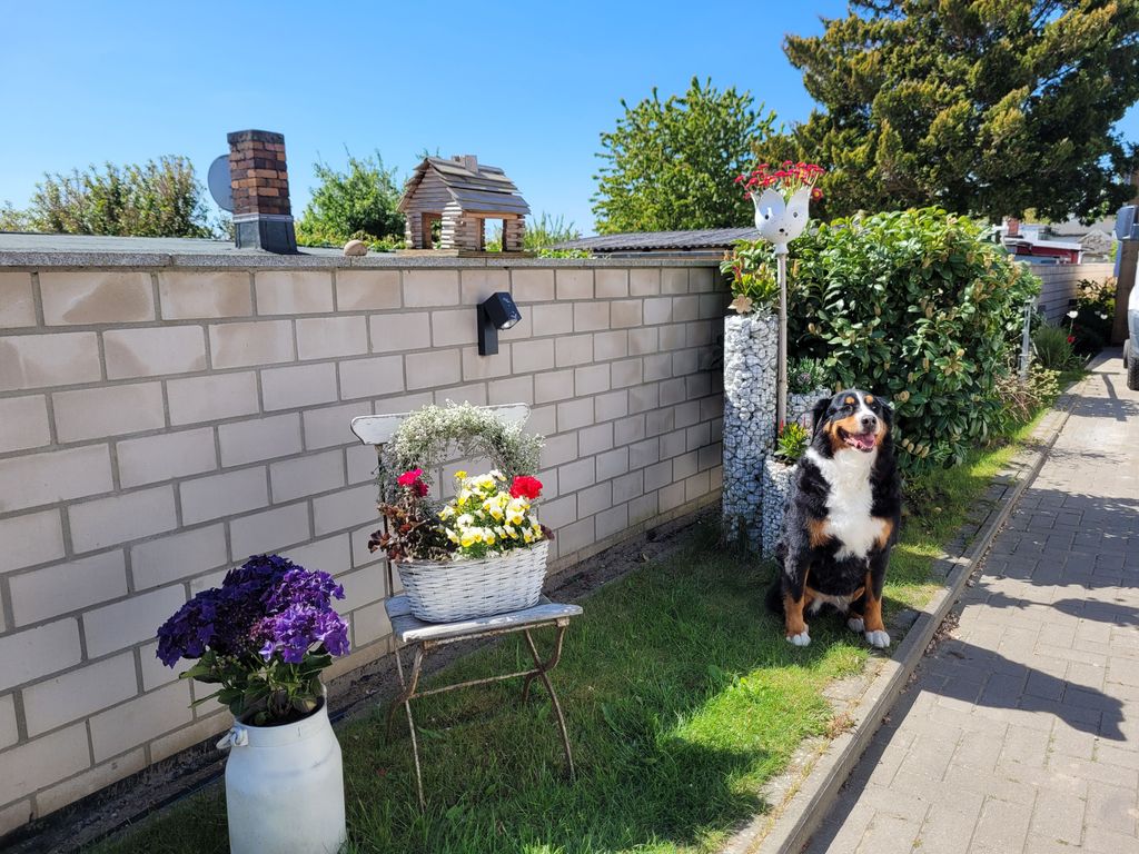 Ein lieber Hund lebt auf dem Grundstück