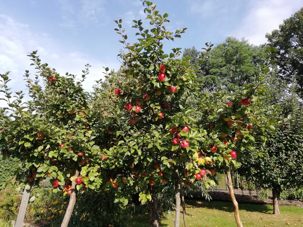 Obstbäume