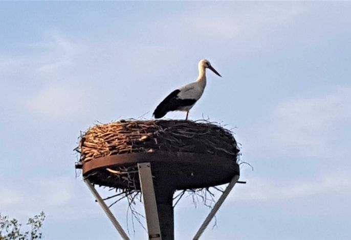 Fewo Storchennest