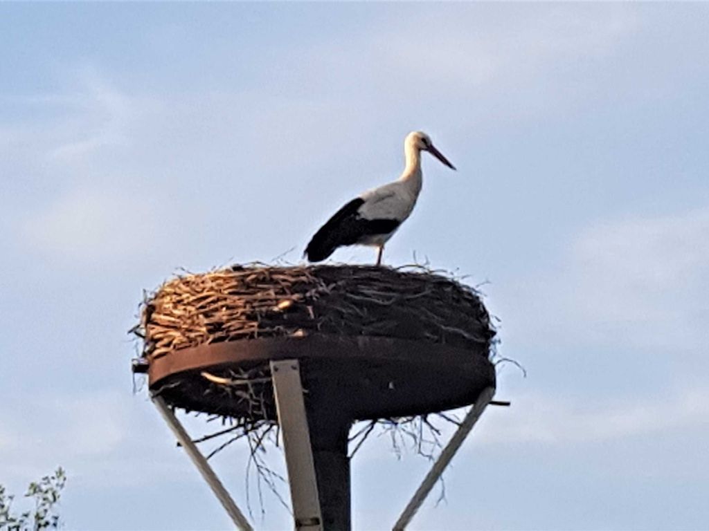 Unser erster Storch auf unserem Grundstück