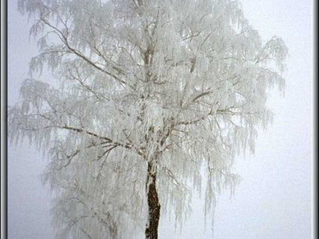 Raureif auf einer Birkenallee