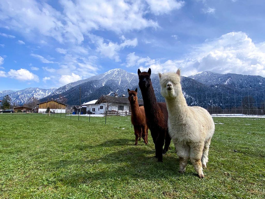 Unsere Alpakajungs Anton, Monaco & Ludwig (v.r.)