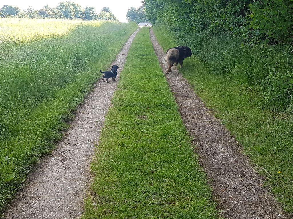 Hunde sind in der Ferienwohnung Schulz herzlich willkommen