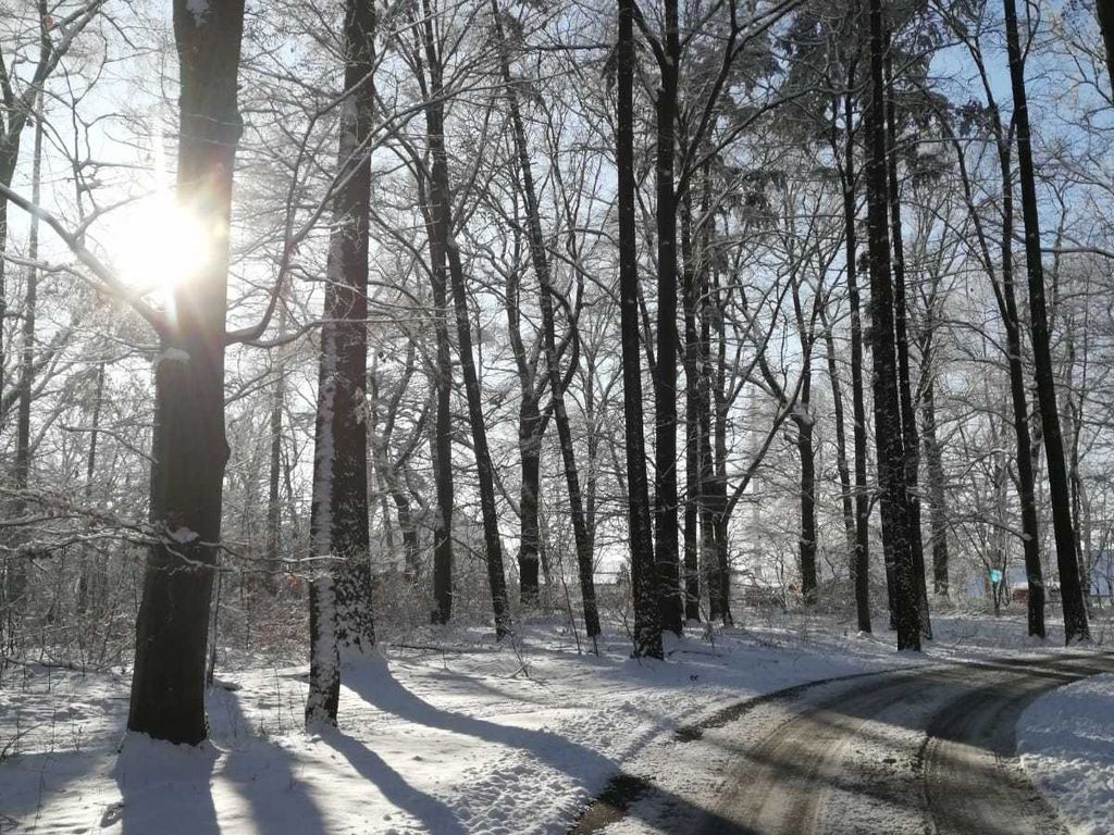 Weg zum Park