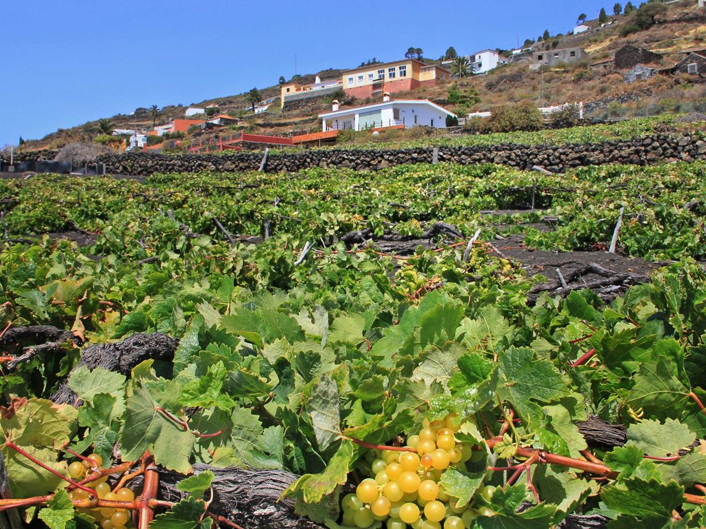 Um das Haus herum wird Wein angebaut