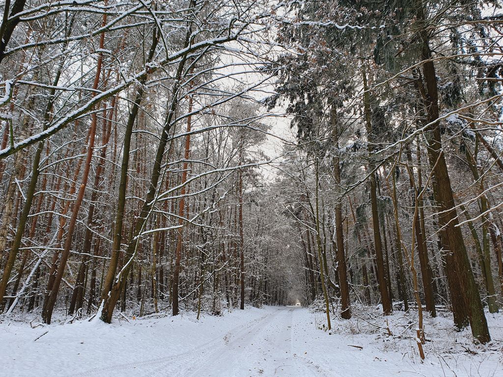 Winterwald vor dem Haus
